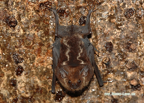 - Copyright Christian Gelpke