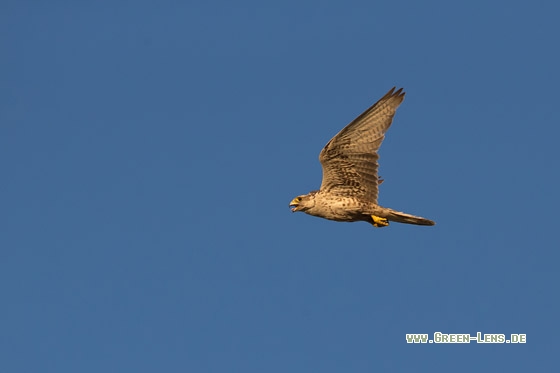 Würgfalke - Copyright Mathias Putze