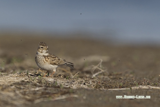 Salzlerche - Copyright Mathias Putze