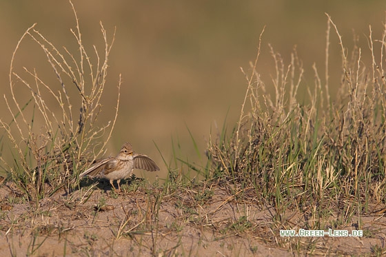 Salzlerche - Copyright Mathias Putze