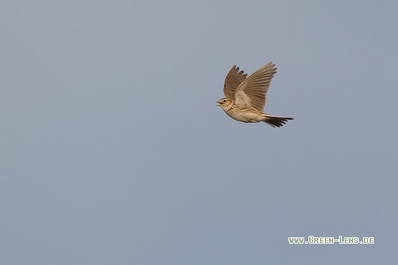 Salzlerche - Copyright Mathias Putze