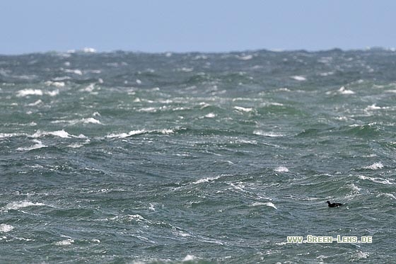 Samtente - Copyright Stefan Pfützke