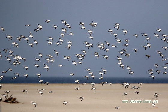 Sanderling - Copyright Stefan Pfützke