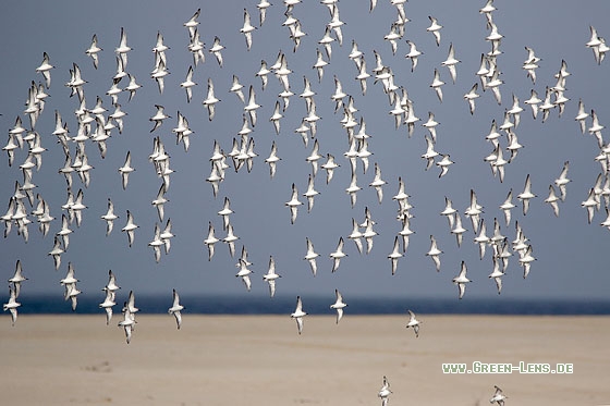 Sanderling - Copyright Stefan Pfützke
