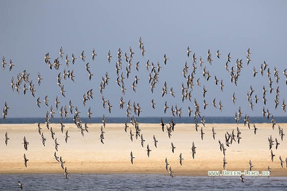 Sanderling - Copyright Stefan Pfützke