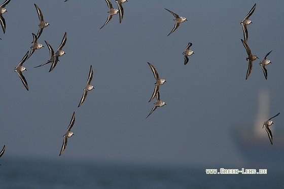 Sanderling - Copyright Stefan Pfützke