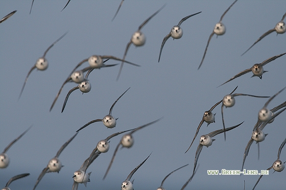 Sanderling - Copyright Stefan Pfützke