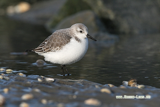 Sanderling - Copyright Stefan Pfützke
