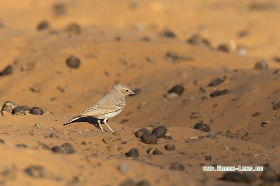 Steinlerche - Copyright Mathias Putze