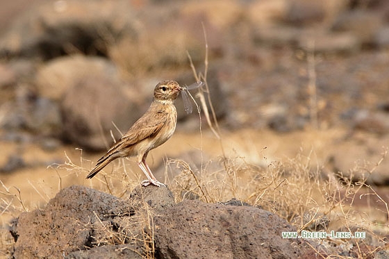 Sandlerche - Copyright Stefan Pfützke