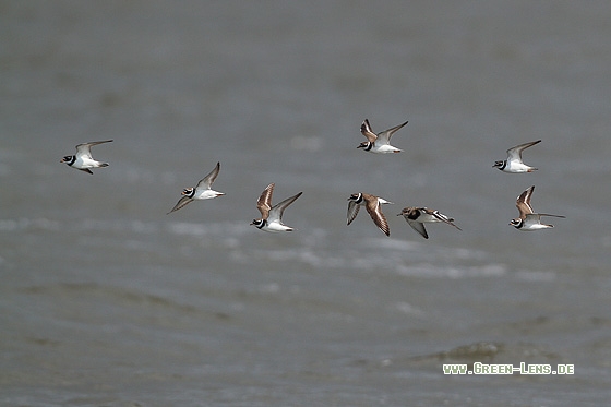 Sandregenpfeifer - Copyright Stefan Pfützke