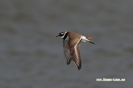 Sandregenpfeifer - Copyright Stefan Pfützke