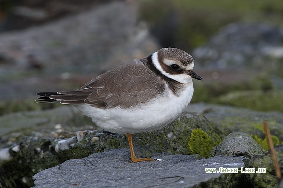 Sandregenpfeifer - Copyright Stefan Pfützke