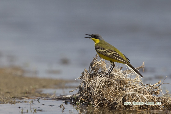 Schafstelze - Copyright Mathias Putze