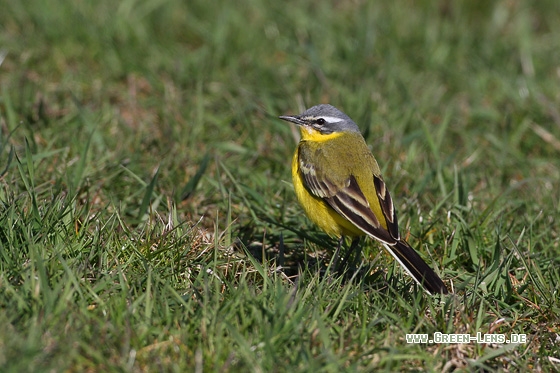Schafstelze - Copyright Stefan Pfützke