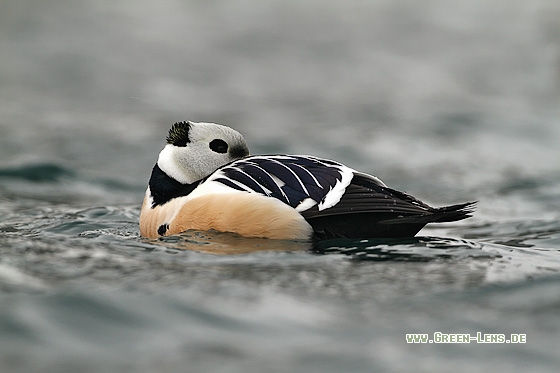 Scheckente - Copyright Stefan Pfützke