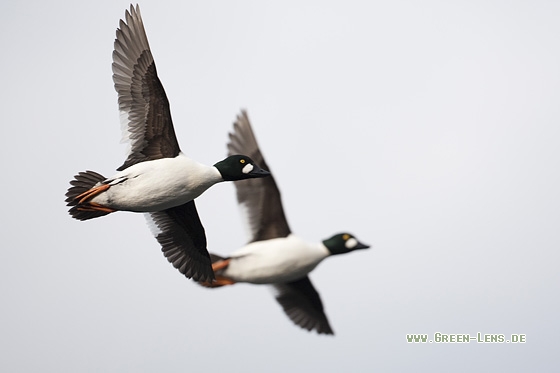 Schellente - Copyright Mathias Putze