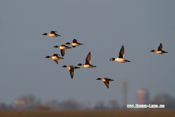 Schellente - Copyright Stefan Pfützke