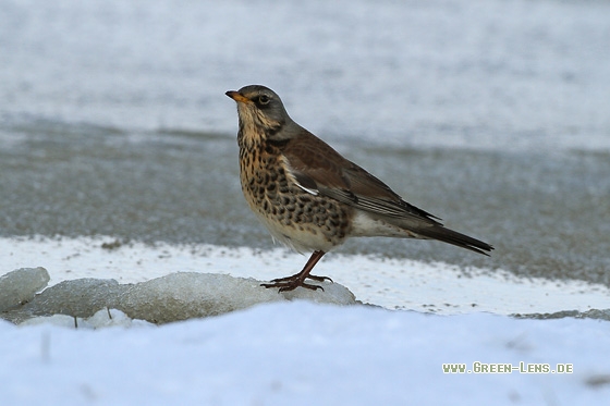 Wacholderdrossel - Copyright Stefan Pfützke