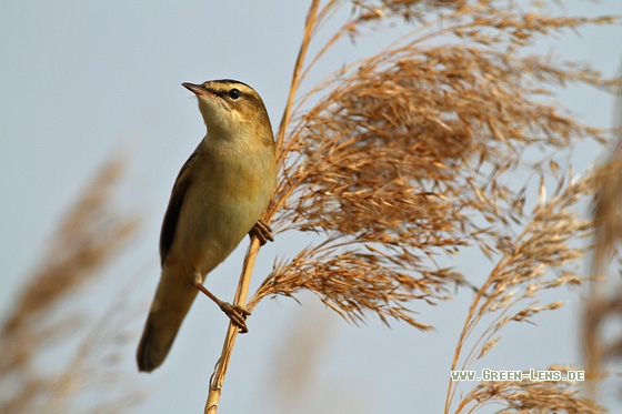 Schilfrohrsänger - Copyright Stefan Pfützke
