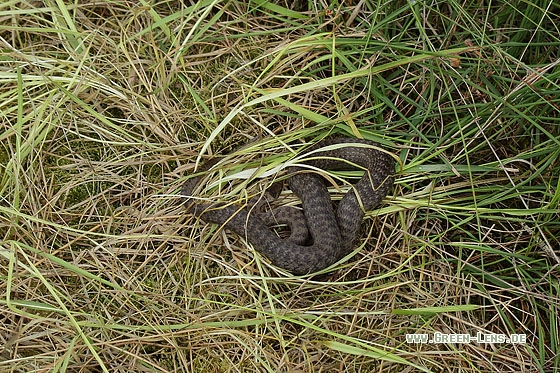 Schlingnatter - Copyright Stefan Pfützke