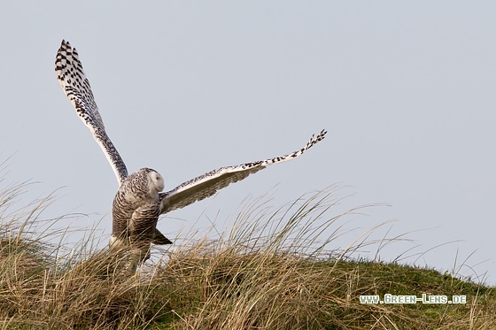 Schnee-Eule - Copyright Mathias Putze