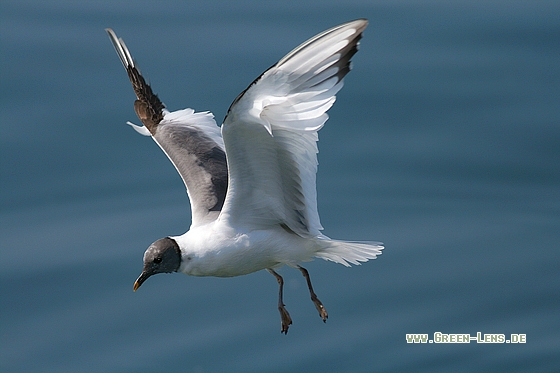 Schwalbenmöwe - Copyright Stefan Pfützke