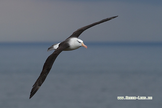 Schwarzbrauenalbatros - Copyright Stefan Pfützke