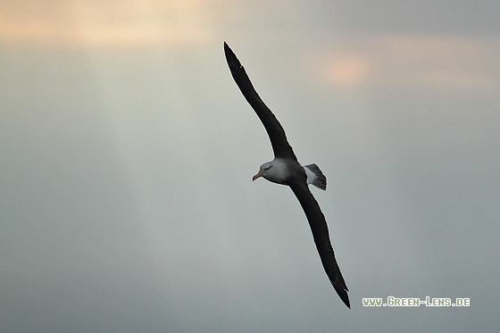 Schwarzbrauenalbatros - Copyright Stefan Pfützke