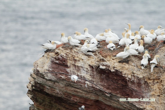 Schwarzbrauenalbatros - Copyright Stefan Pfützke