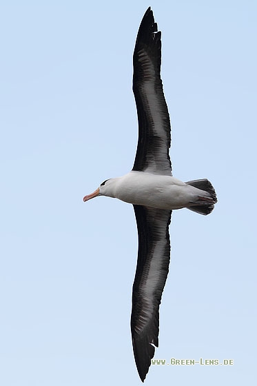 Schwarzbrauenalbatros - Copyright Stefan Pfützke