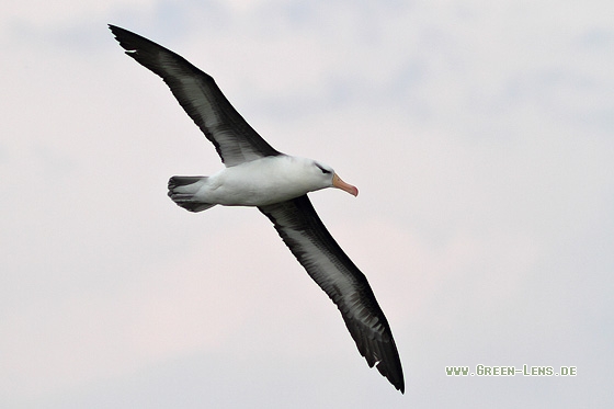 Schwarzbrauenalbatros - Copyright Stefan Pfützke