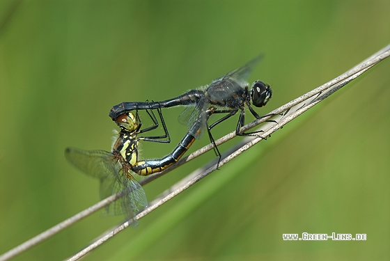 Schwarze Heidelibelle - Copyright Christian Gelpke