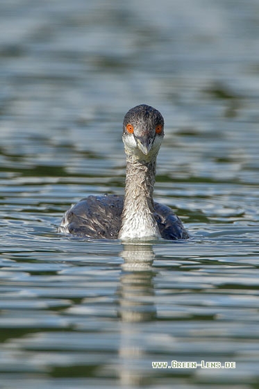 Schwarzhalstaucher - Copyright Stefan Pfützke