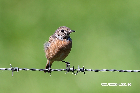 Schwarzkehlchen - Copyright Stefan Pfützke