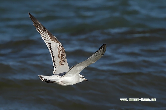 Schwarzkopfmöwe - Copyright Stefan Pfützke
