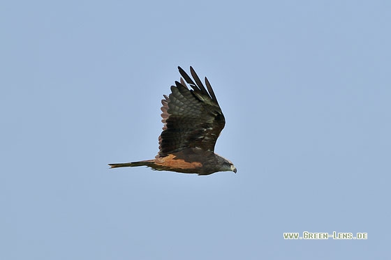 Schwarzmilan - Copyright Stefan Pfützke