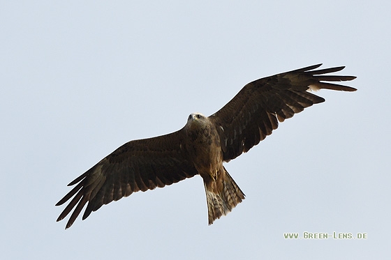 Schwarzmilan - Copyright Stefan Pfützke