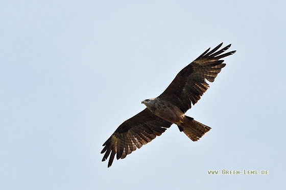 Schwarzmilan - Copyright Stefan Pfützke
