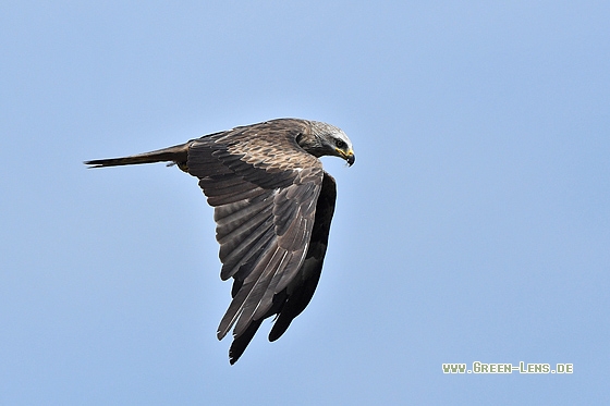 Schwarzmilan - Copyright Stefan Pfützke