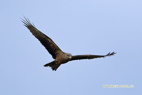 Schwarzmilan - Copyright Stefan Pfützke