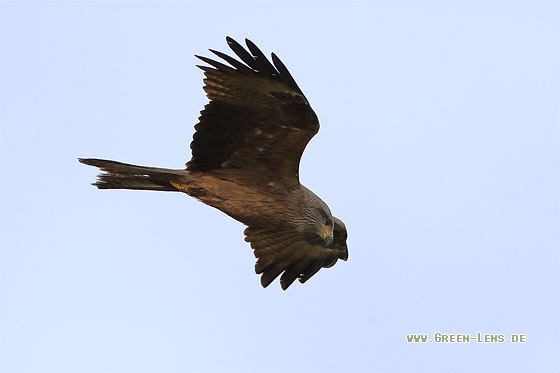 Schwarzmilan - Copyright Stefan Pfützke