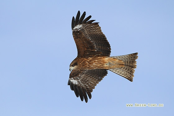 Schwarzmilan - Copyright Stefan Pfützke