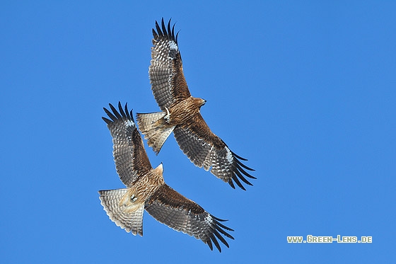 Schwarzmilan - Copyright Stefan Pfützke