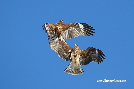 Schwarzmilan - Copyright Stefan Pfützke
