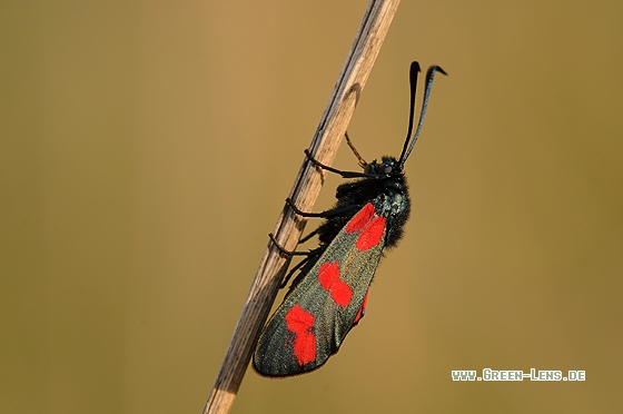 Sechsfleck -Blutströpfchen - Copyright Christian Gelpke