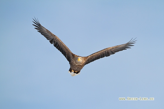 Seeadler - Copyright Stefan Pfützke
