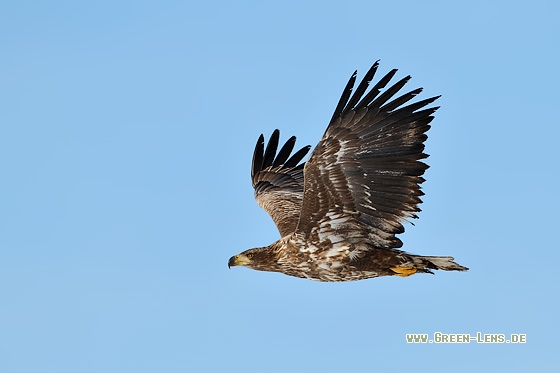 Seeadler - Copyright Stefan Pfützke