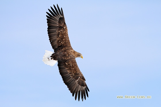 Seeadler - Copyright Stefan Pfützke