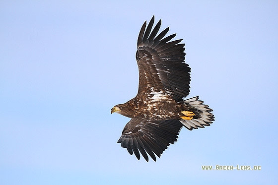 Seeadler - Copyright Stefan Pfützke
